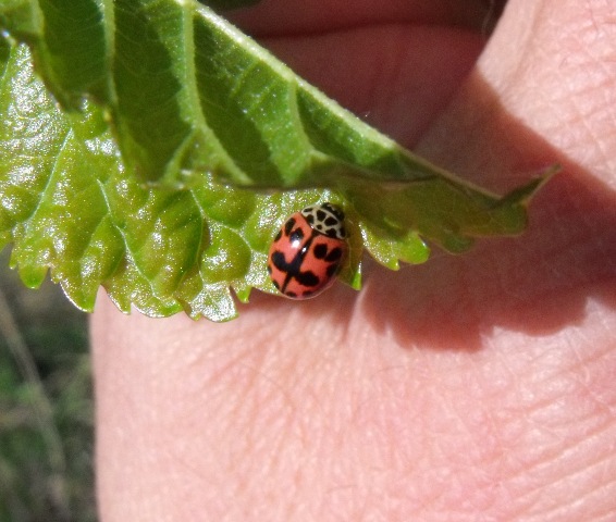 Coccinellide da ID: Oenopia conglobata